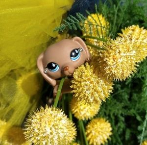 Meet your Posher, Covy